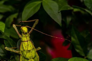 Closeup of large leaf insect