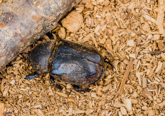 Closeup of large black beetle