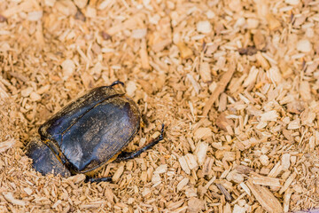 Closeup of large black beetle