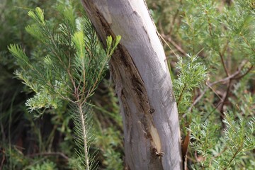 Trunk of Pink Gum with One-sided Bottlebrush, South Australia