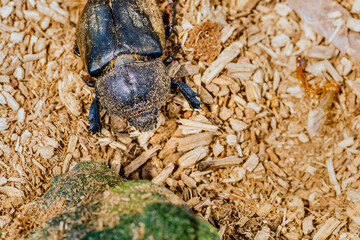Closeup of large black beetle