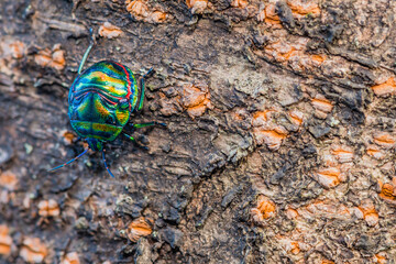 Colorful rainbow beetle on tree.