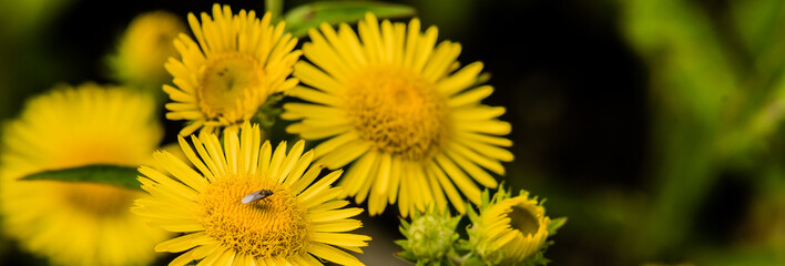 Single beetle  on yellow daisy