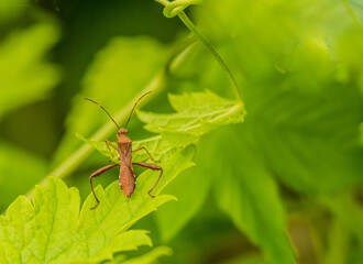Extreme closeup of brown beetle on leaf