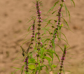 Brown and white butterfly perched on a plant