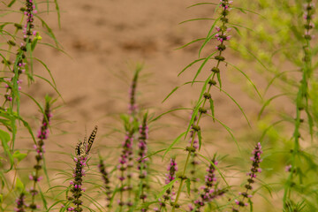 Brown and white butterfly perched on a plant