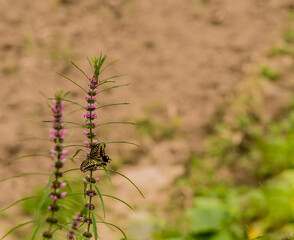Brown and white butterfly perched on a plant