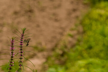 Brown and white butterfly perched on a plant