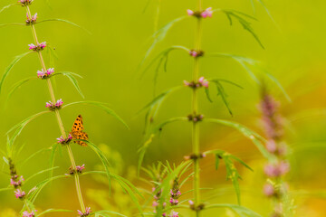 Brown spotted butterfly perched on a plant