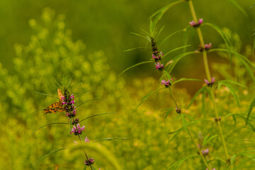 Brown spotted butterfly perched on a plant