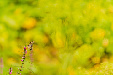 Brown and white butterfly perched on a plant