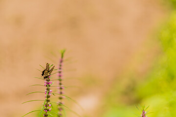 Brown and white butterfly perched on a plant