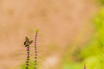 Brown and white butterfly perched on a plant