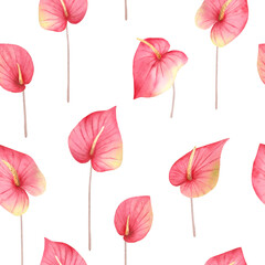 Watercolor hand drawn seamless pattern of tropical pink flowers anthurium on white background. Floral clipart illustration of exotic jungle plants for design wrapping, wallpaper, home textile. - obrazy, fototapety, plakaty