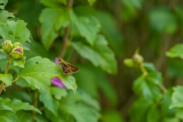 Beautiful brown moth on green leaf