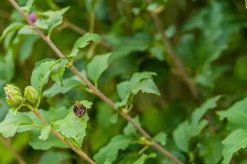 Beautiful brown moth on green leaf