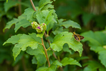 Beautiful brown moth on green leaf