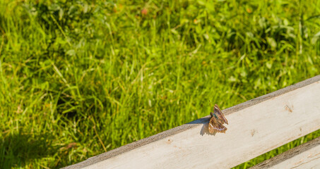 Brown butterfly with white markings