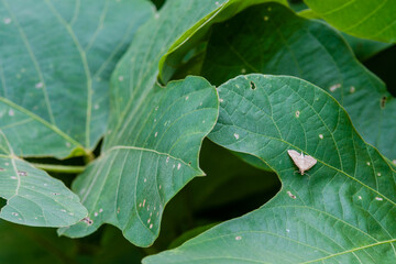 Small white and brown moth