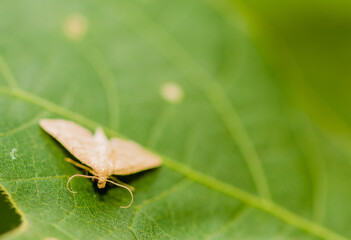 Selective focus of moth on green leaf
