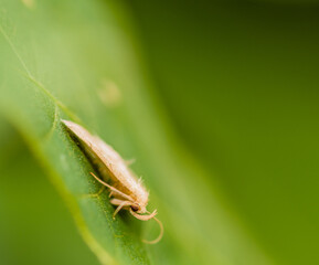 Selective focus of moth on green leaf