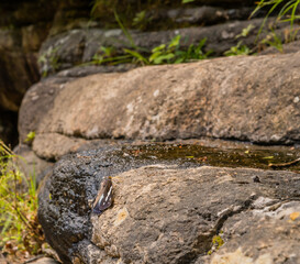 Beautiful brown moth on boulder.