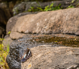 Beautiful brown moth on boulder.
