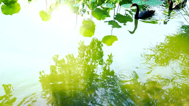 Three black swans walking through the green lake water.Three black swans walking through the lake in Kunming Lake, Summer Palace, Beijing, China