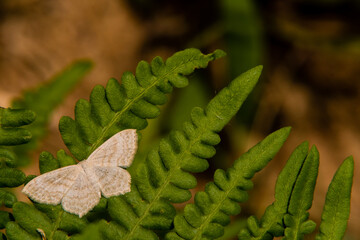 White moth with light brown markings