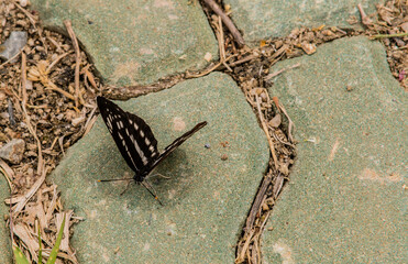 Black and white butterfly on concrete walkway