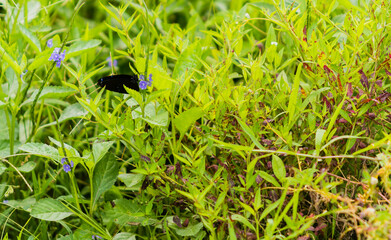 Closeup of black butterfly with white markings