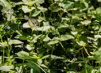 White butterfly with black markings