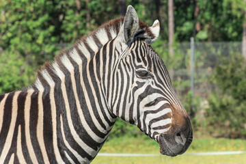 Fototapeta na wymiar Close-up Of Zebra