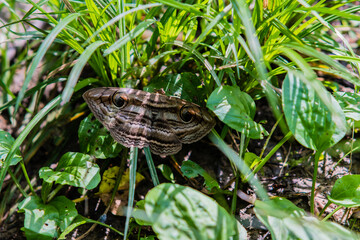 Large brown moth with distinctive markings
