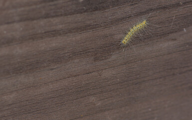 Greenish caterpillar on wooden fence railing