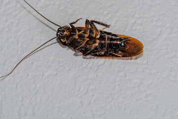 Close up of dead winged cockroach