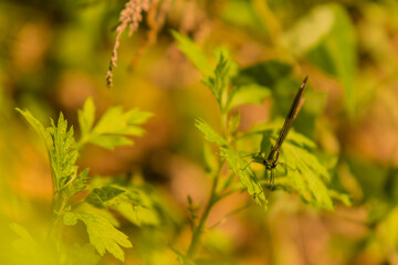 Black damselfly looking at camera
