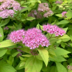 pink hydrangea flowers