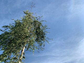 big tree in the sky
