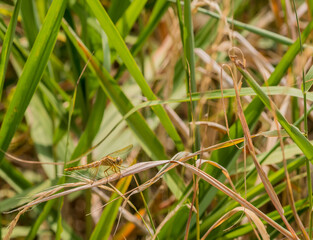 Golden colored dragonfly on stock of winter wheat