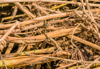 Dragonfly holding on to a dry brown twig