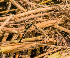 Dragonfly holding on to a dry brown twig