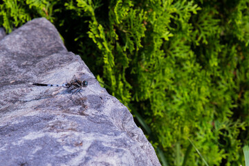 Closeup of silver and black dragonfly