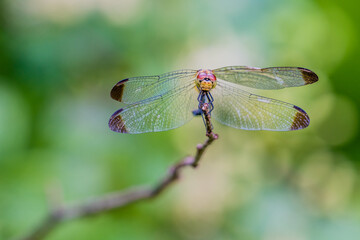 Dragonfly perched on a small twig