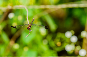 Front view of brown dragonfly perched on a small twig