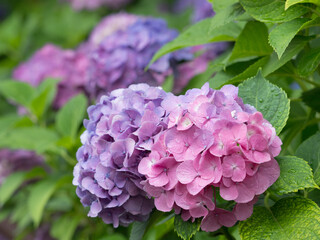 雨上がりのアジサイの花