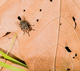 Closeup of house fly on leaf