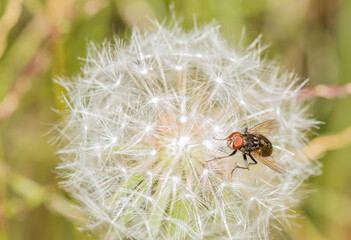 Closeup of a fly resting on a dandelion with a blurred background
