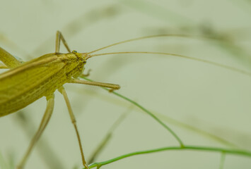 Closeup of green grasshopper