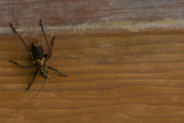Large brown and black cricket on side of wooden board.